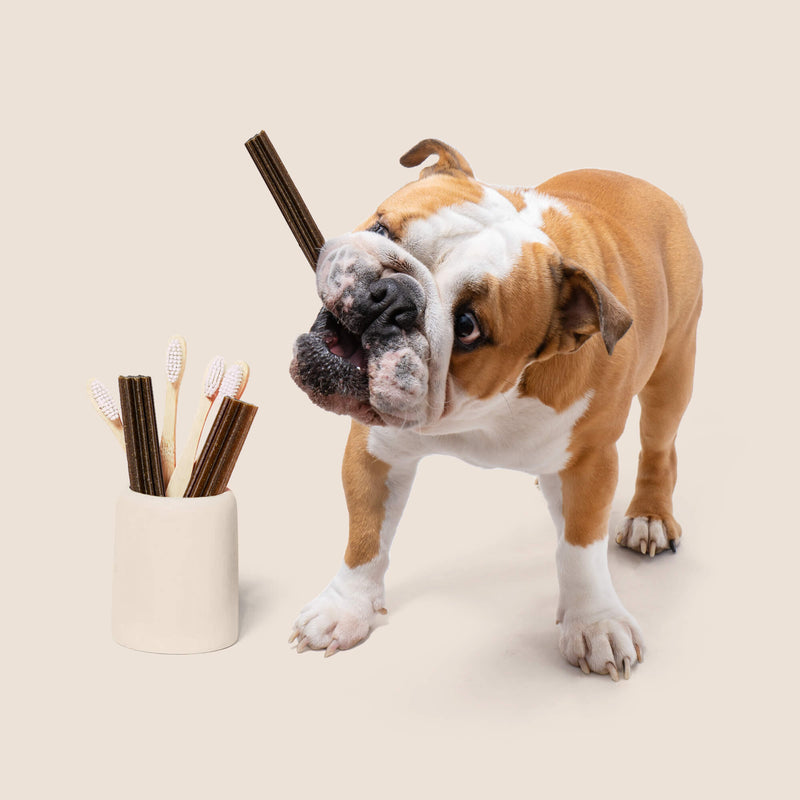 Dental Sticks Frutos do Bosque