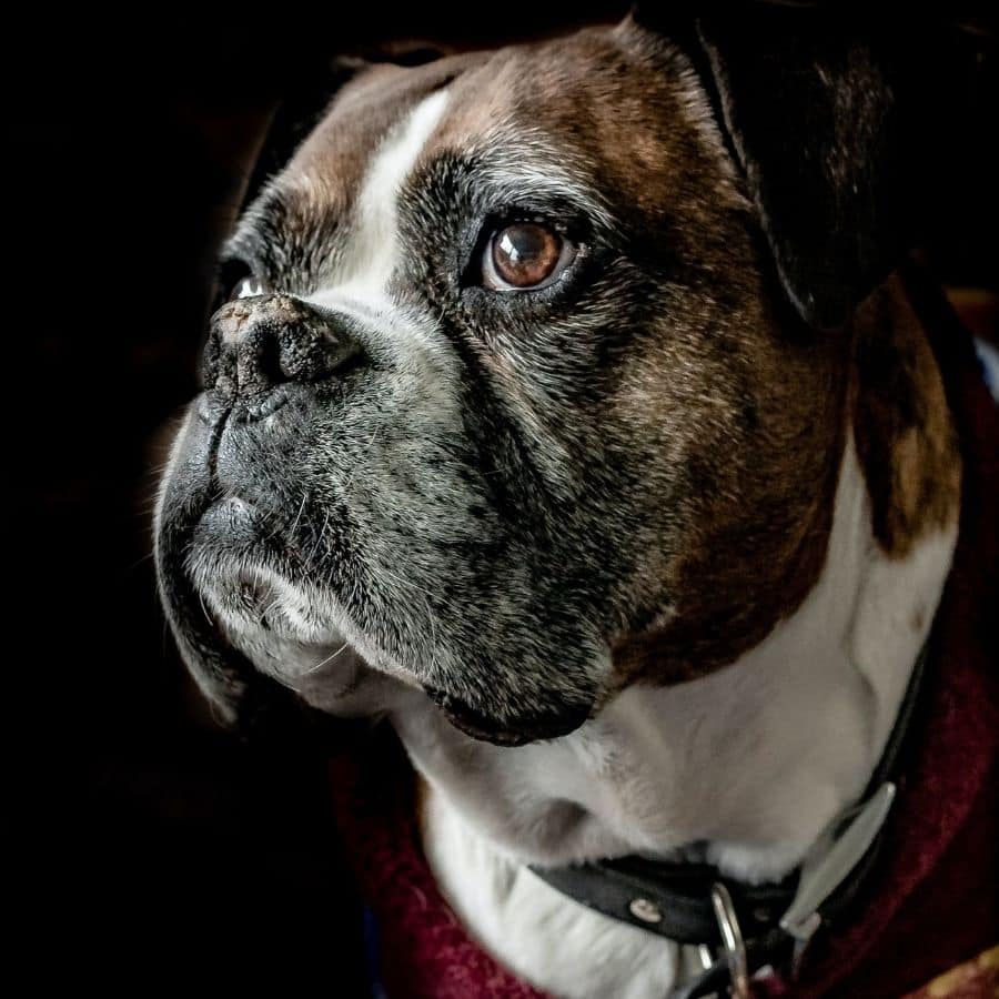 Arritmia cardíaca em cães