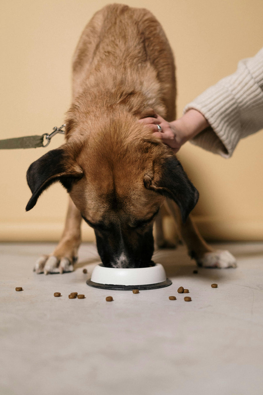 Comida seca ou húmida: como tomar a decisão certa para o teu cão?