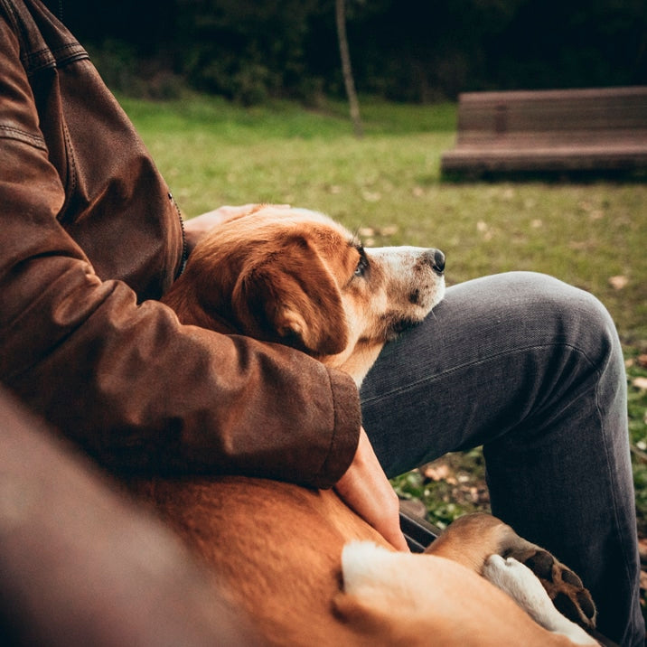 Antes de adotar um cão o que preciso de saber?