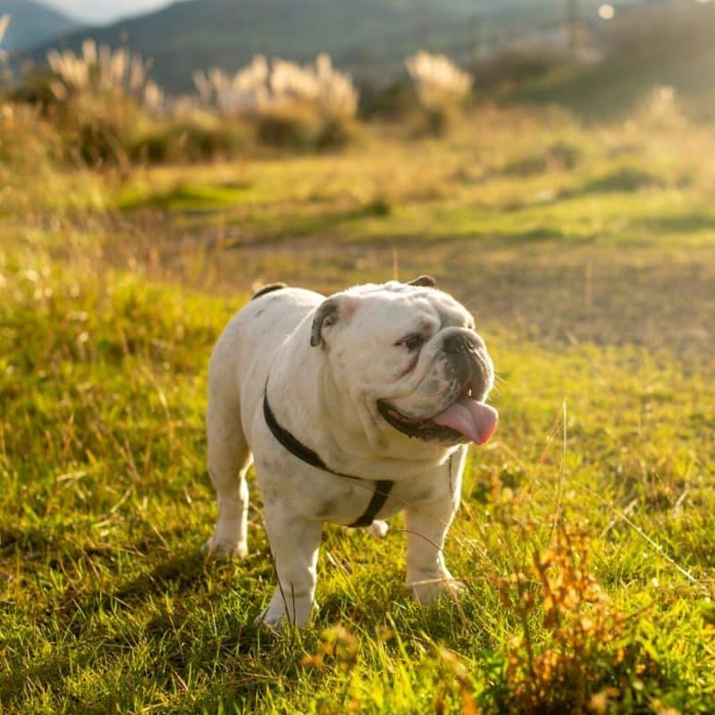 Tudo o que precisa de saber sobre o Buldogue Inglês