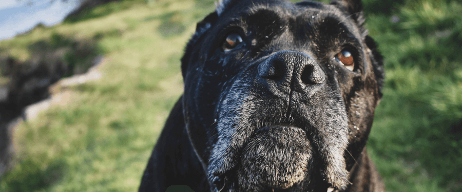 Cane Corso: como é esta raça e principais traços de personalidade