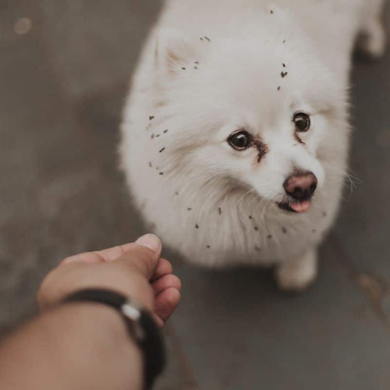 Spitz alemão e Lulu da pomerânia: diferenças