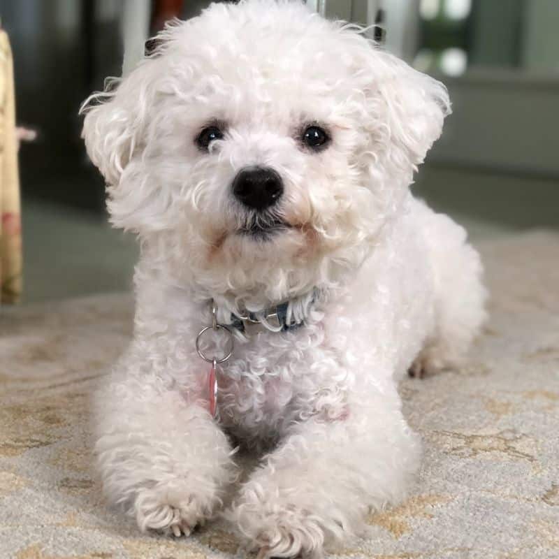 Como cuidar de um bichon maltês?