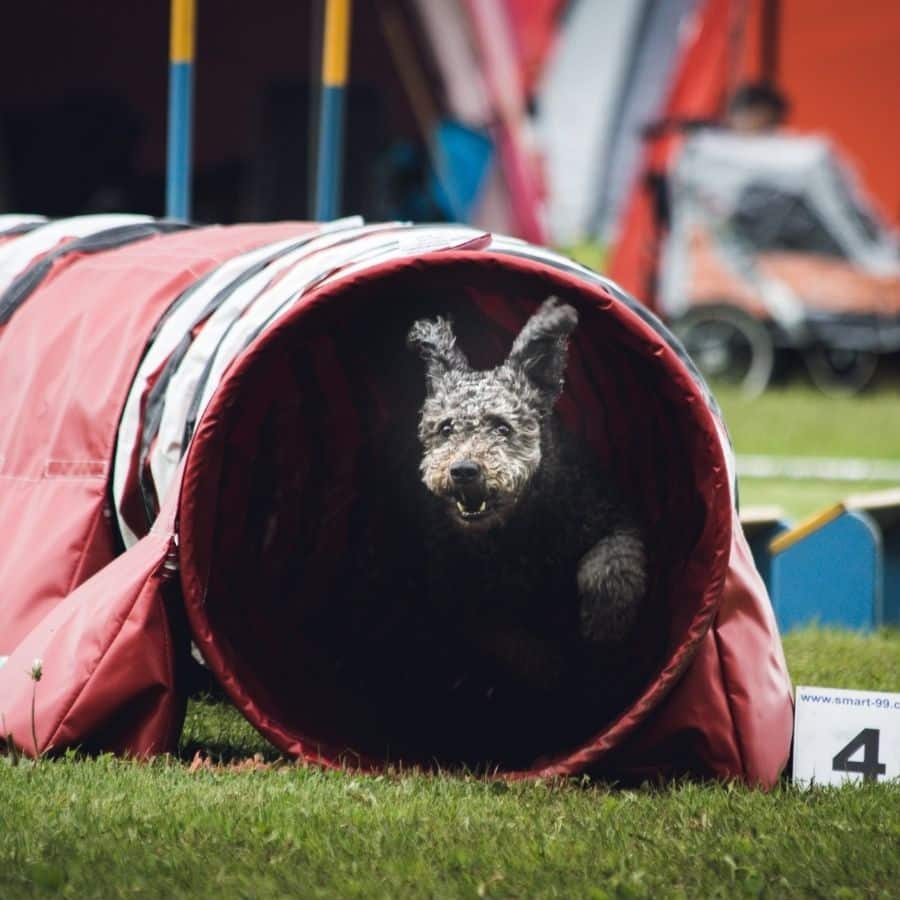5 benefícios de treinar agility com o seu cão