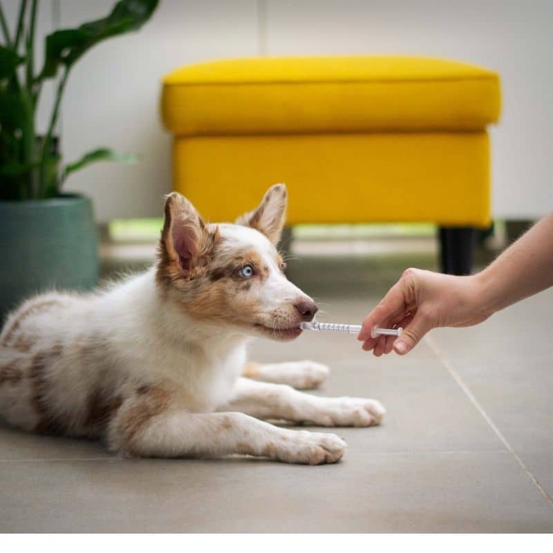 Primperan em cães, o que dar a um cão quando vomita?