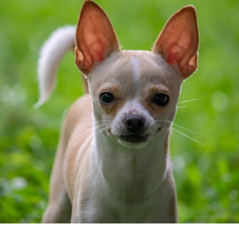 Quanto pesa um Chihuahua?