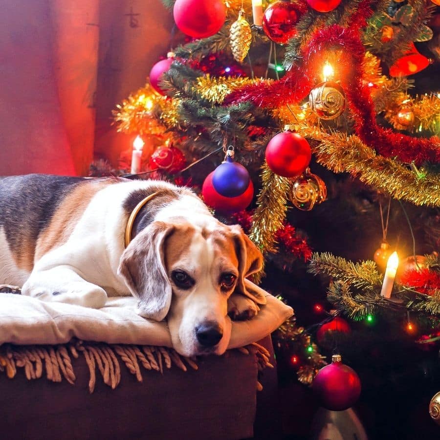 Como incluir o seu cão na Festa de Natal