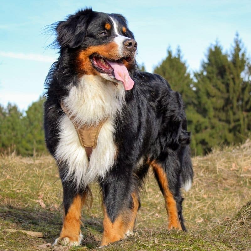 Alimentação do Cão de Montanha