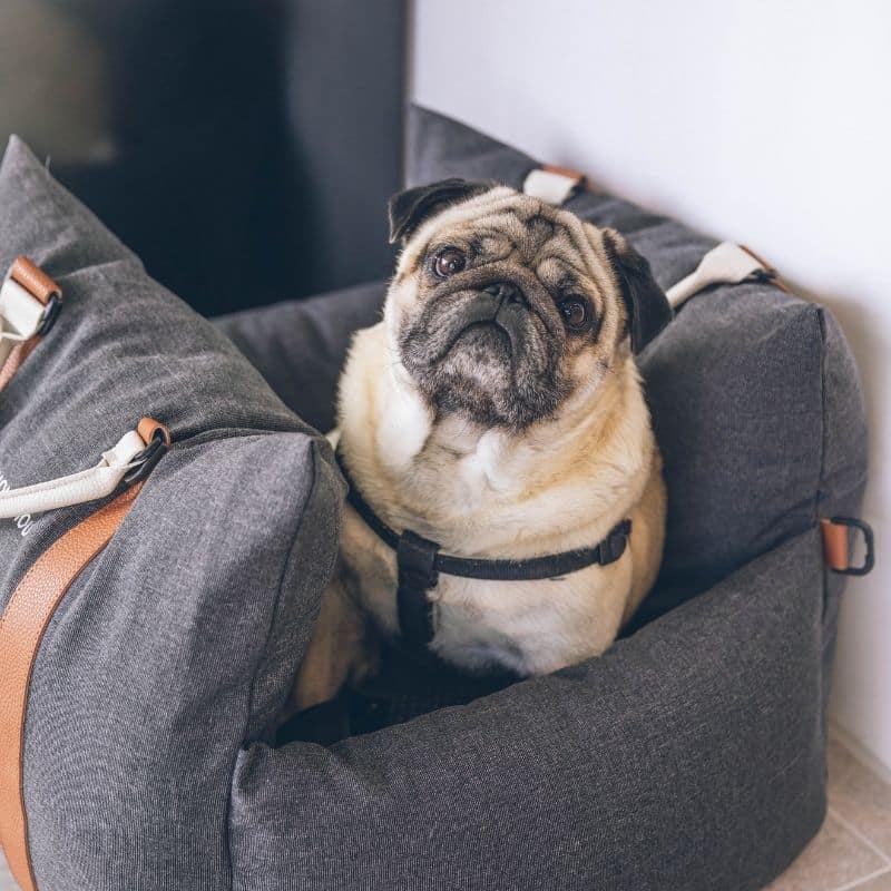 Como ensinar o seu cão a usar caixa de transporte
