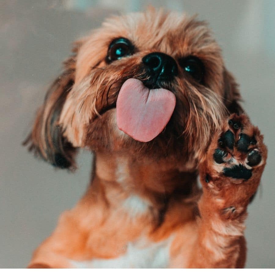 Como cuidar das patas do seu cão
