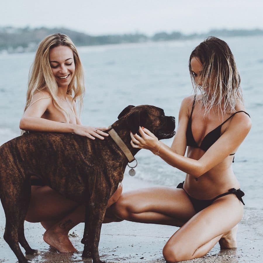 O meu cão é agressivo com outras pessoas. Porquê e como corrigir?