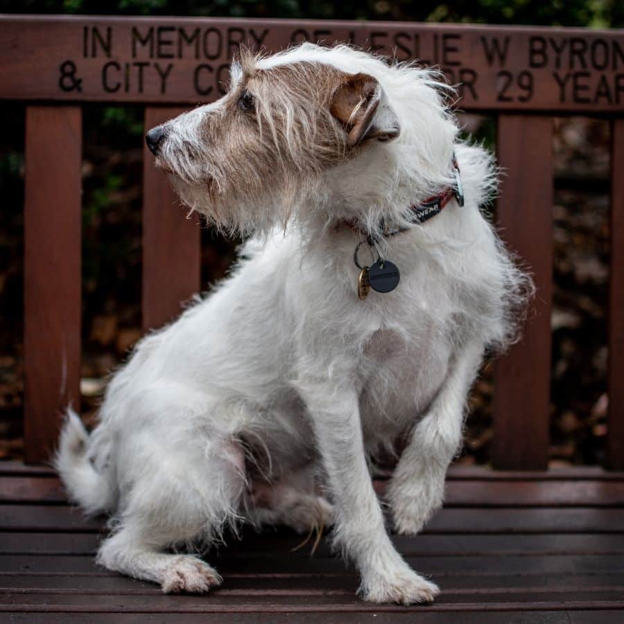 10 raças de cães com pelo cerdoso
