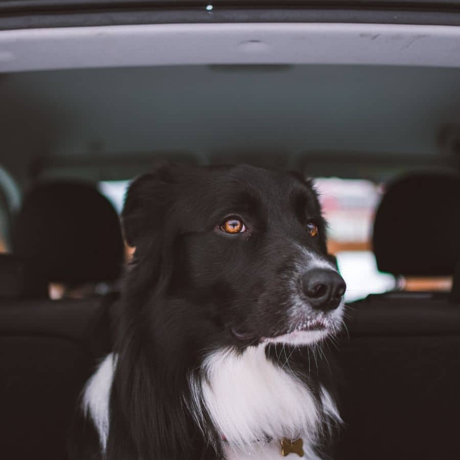 3 Truques para acalmar o seu cão na viagem de carro