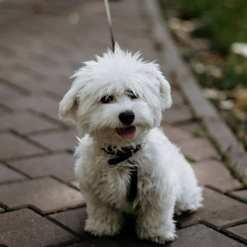 Alimentação do Bichon Maltês