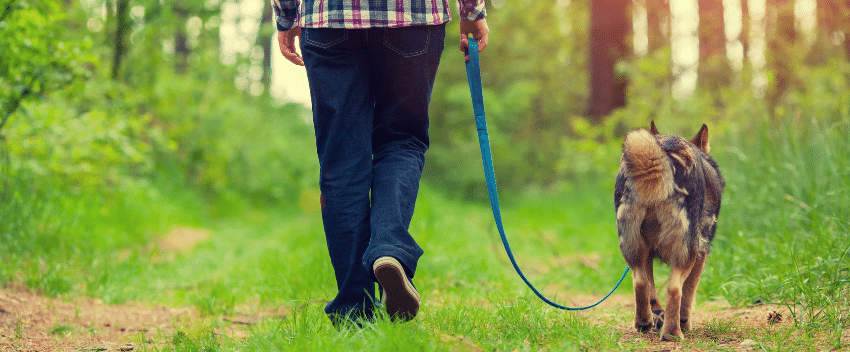 Quantas vezes por dia devo passear o cão?