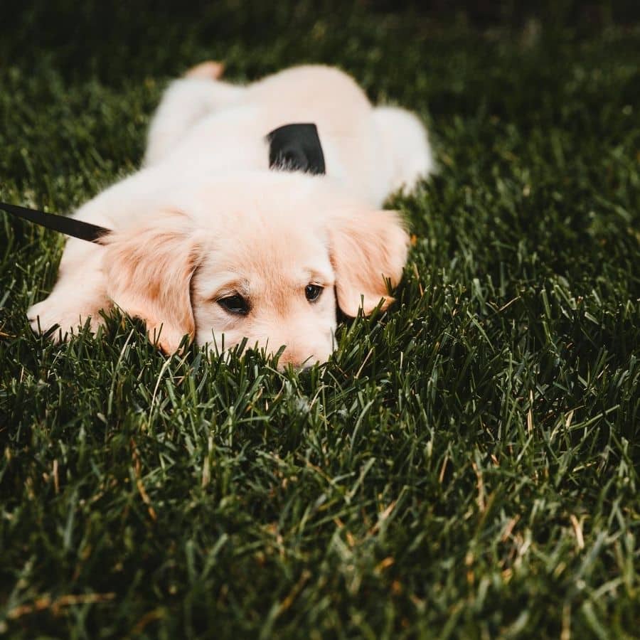 Percevejo asiático: pode ser perigoso para o meu cão?