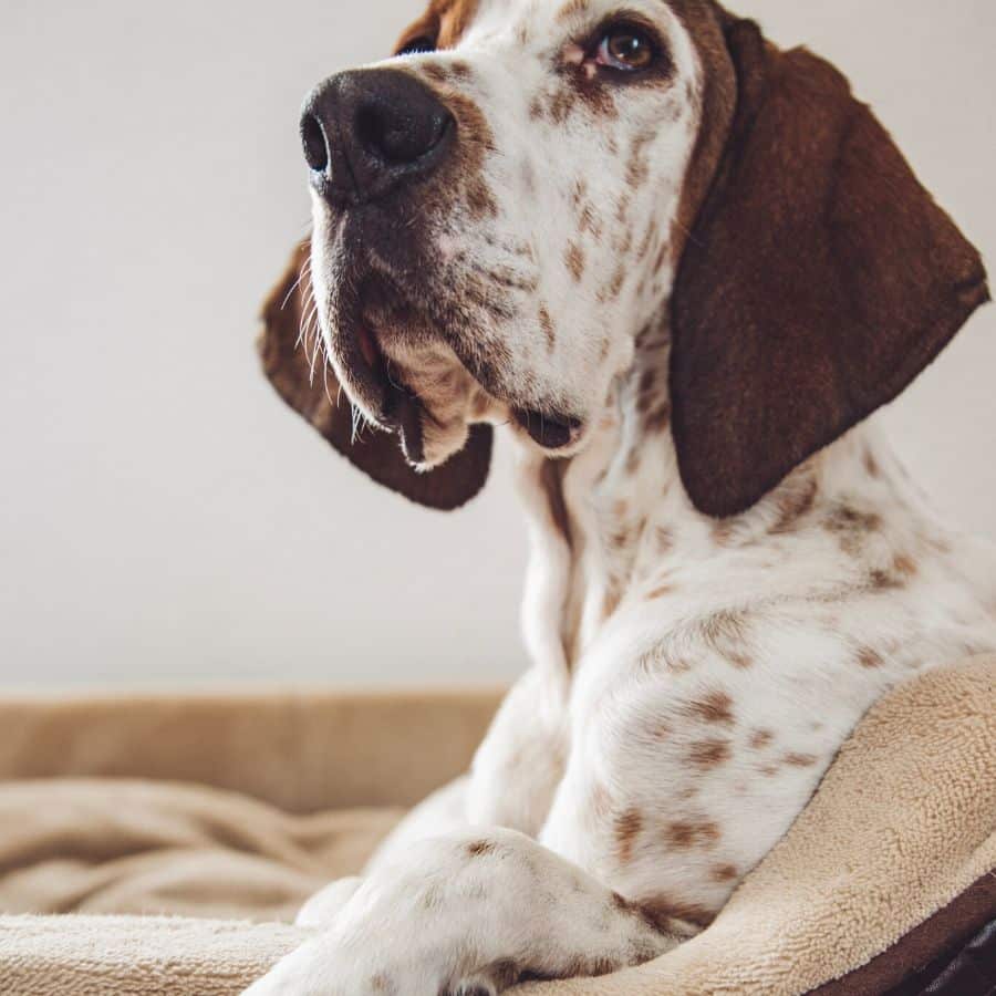 Dicas para limpar os ouvidos do seu cão