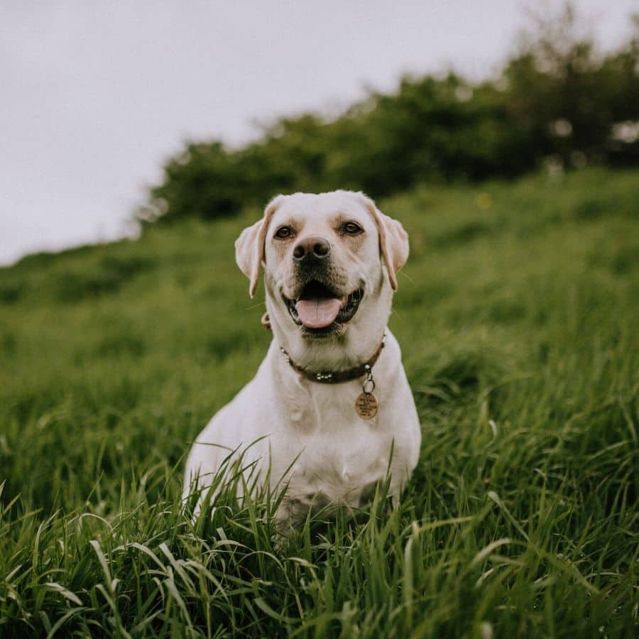 Dermatite canina: diagnóstico e tratamento