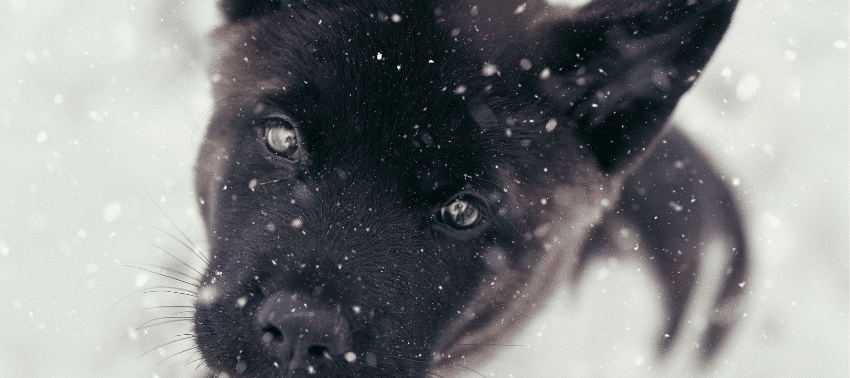 Akita Americano