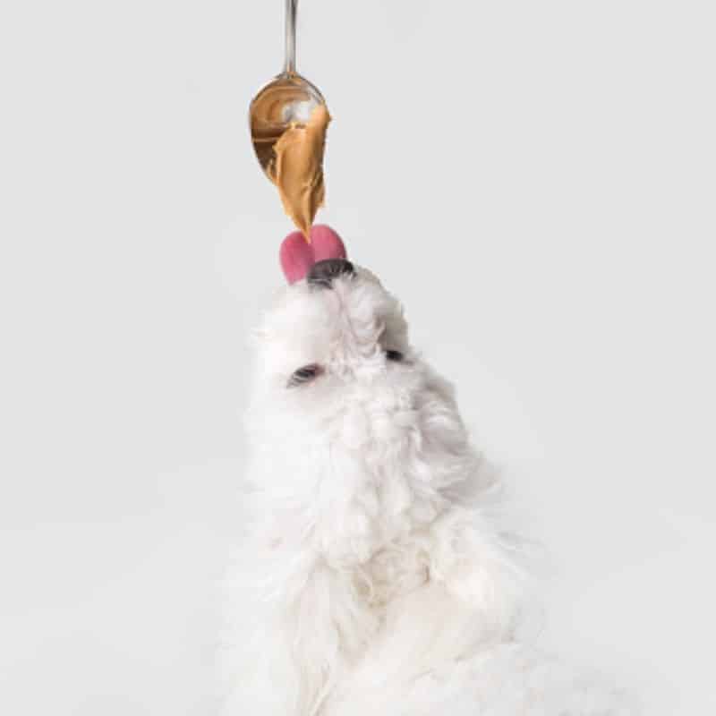 Cães podem comer manteiga de amendoim?