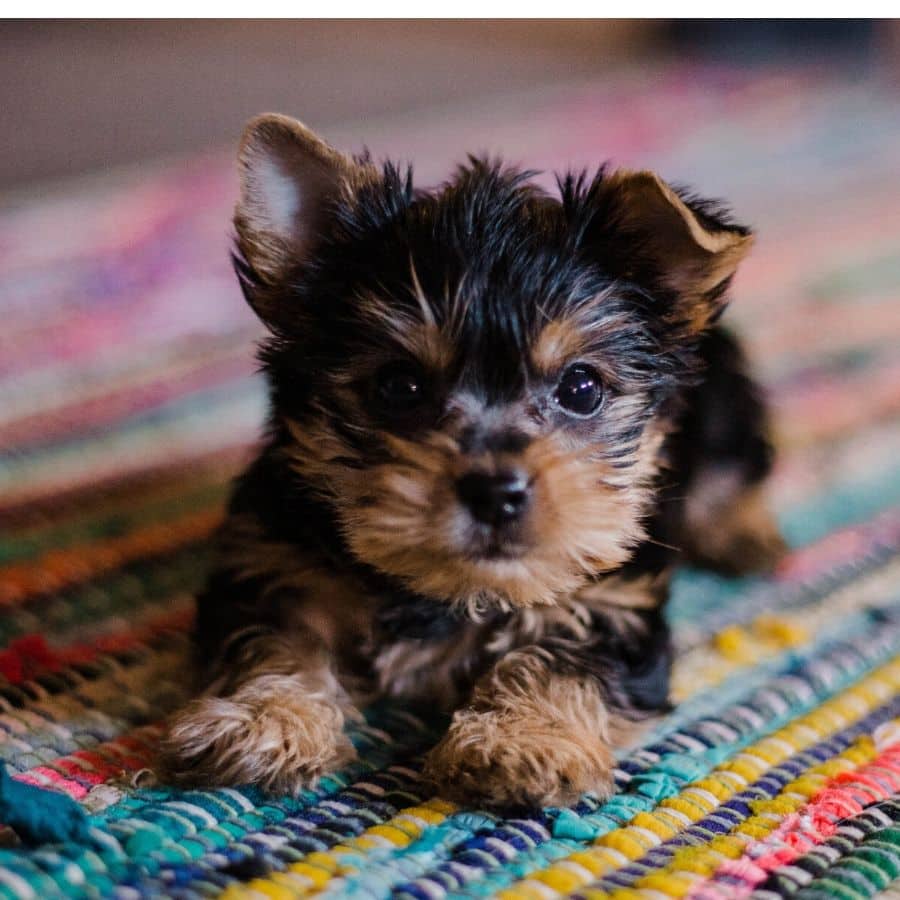 Nomes para cães: os mais originais