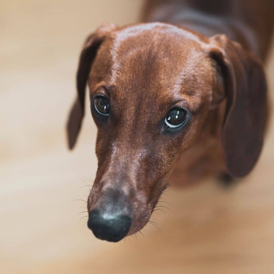 Colite Nervosa em Cães