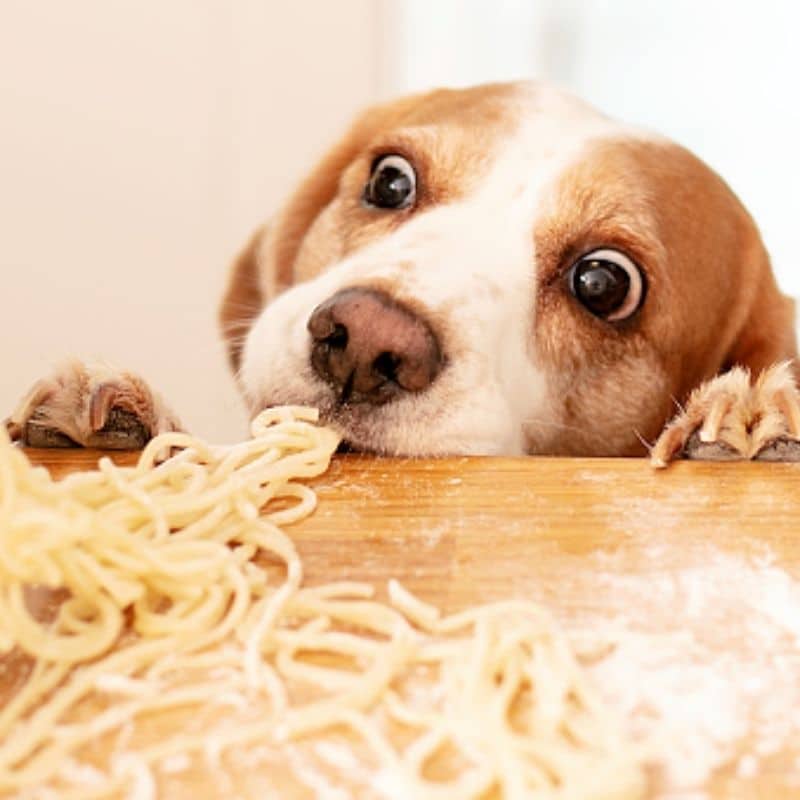 Cães podem comer massa?