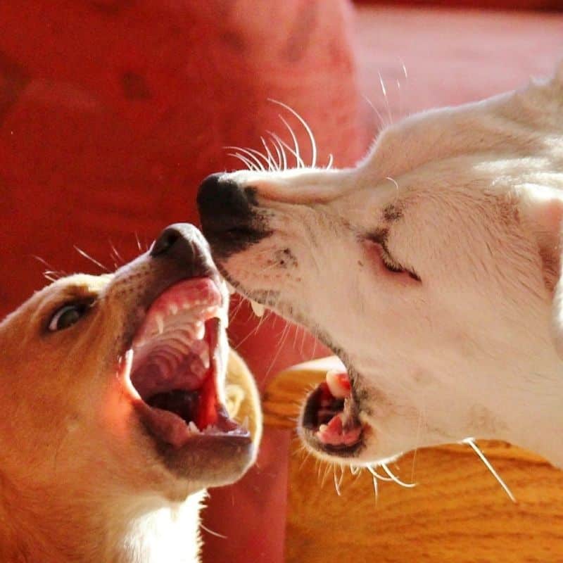 Como lidar com um cão agressivo?