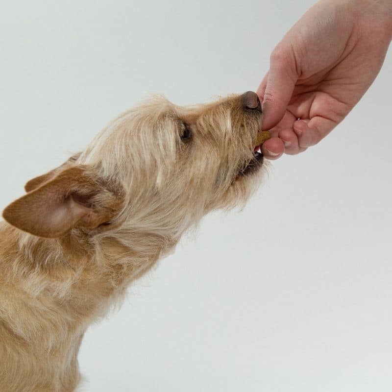 Os cães podem comer castanhas?