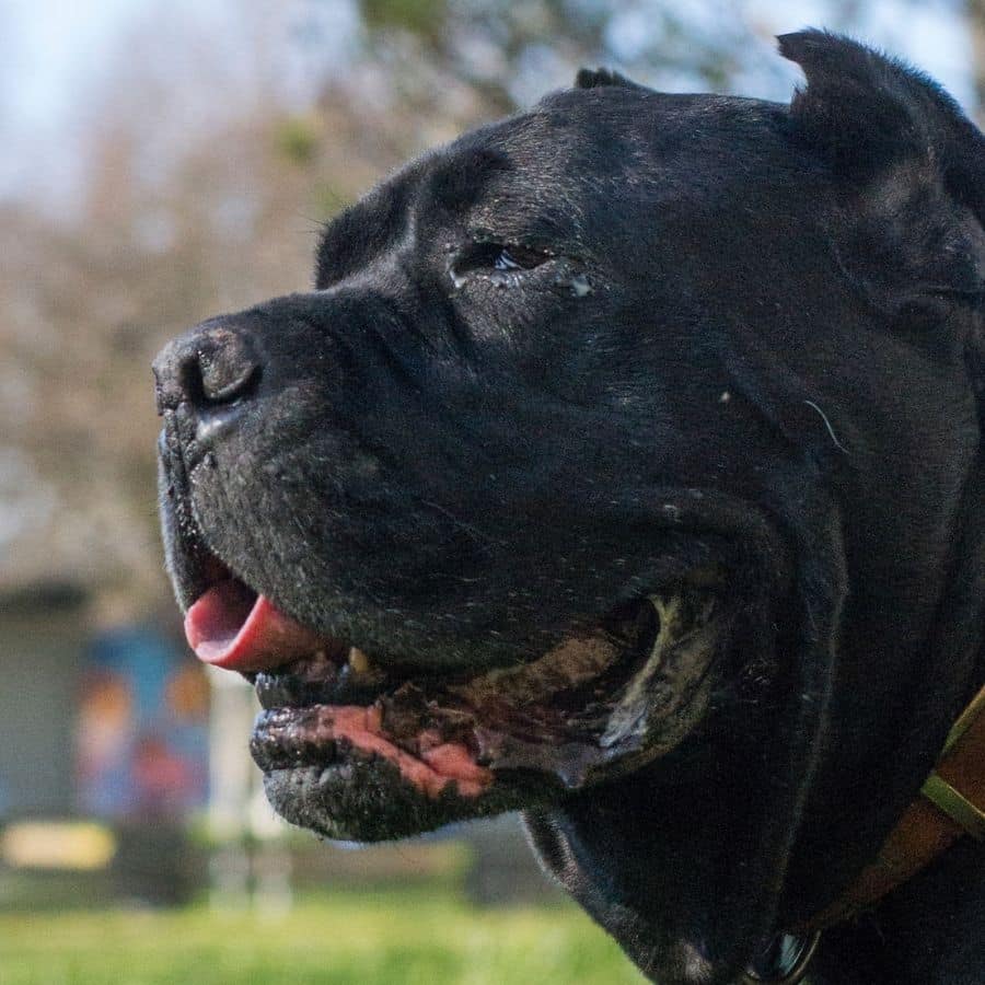 Alimentação do Cane Corso