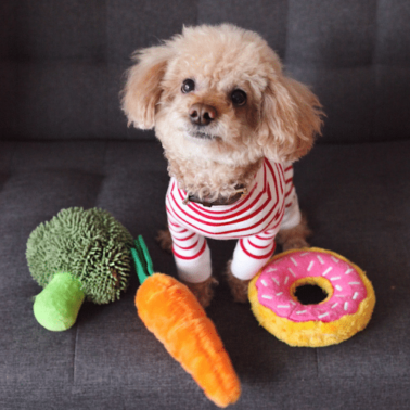 Quais são os alimentos que os cães não podem comer?