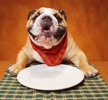 Receitas de comida para cachorros