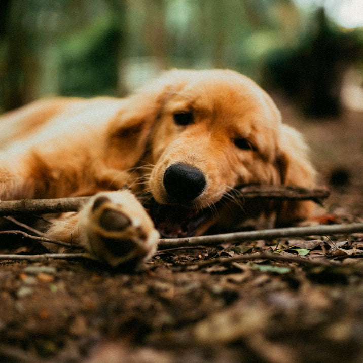 Temperamento de um Golden Retriever