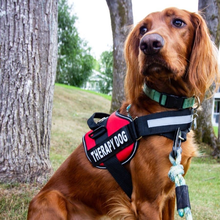 Quero treinar o meu cão para cão de terapia: como fazer?