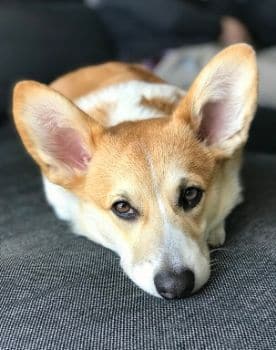Welsh Corgi Pembroke