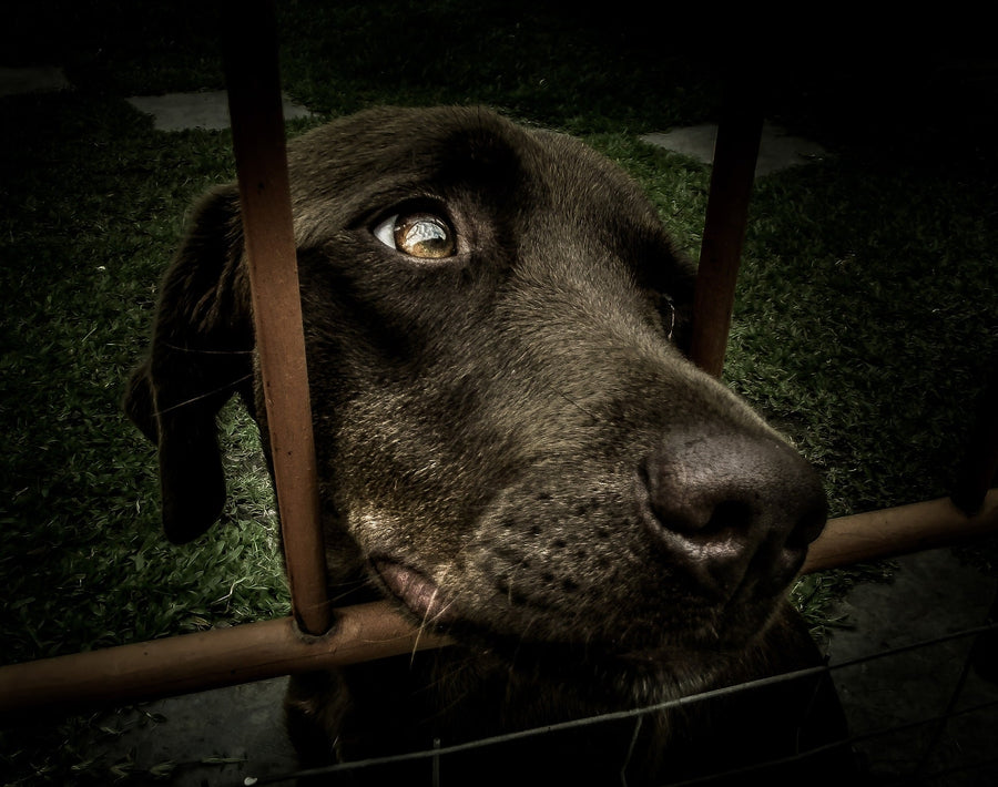 10 sinais que mostram que está preparado para adotar um cão