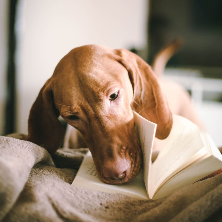 O meu cão tem a barriga inchada: principais causas