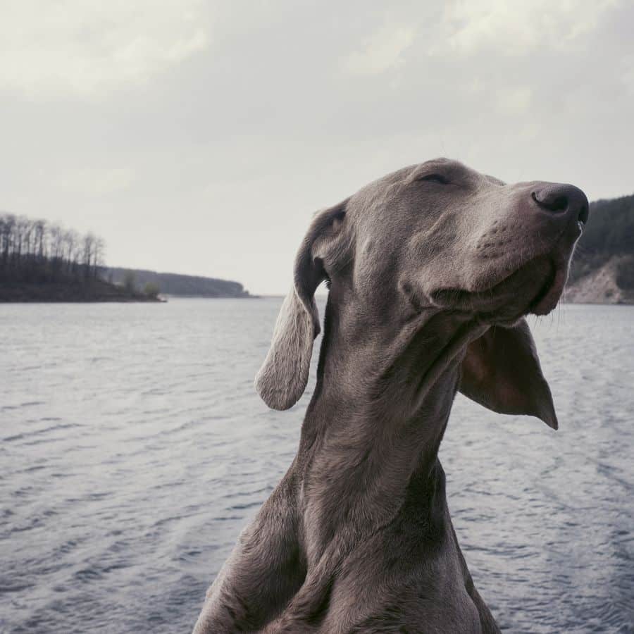 Leva o seu cão de férias? Preencha a seguinte check list!
