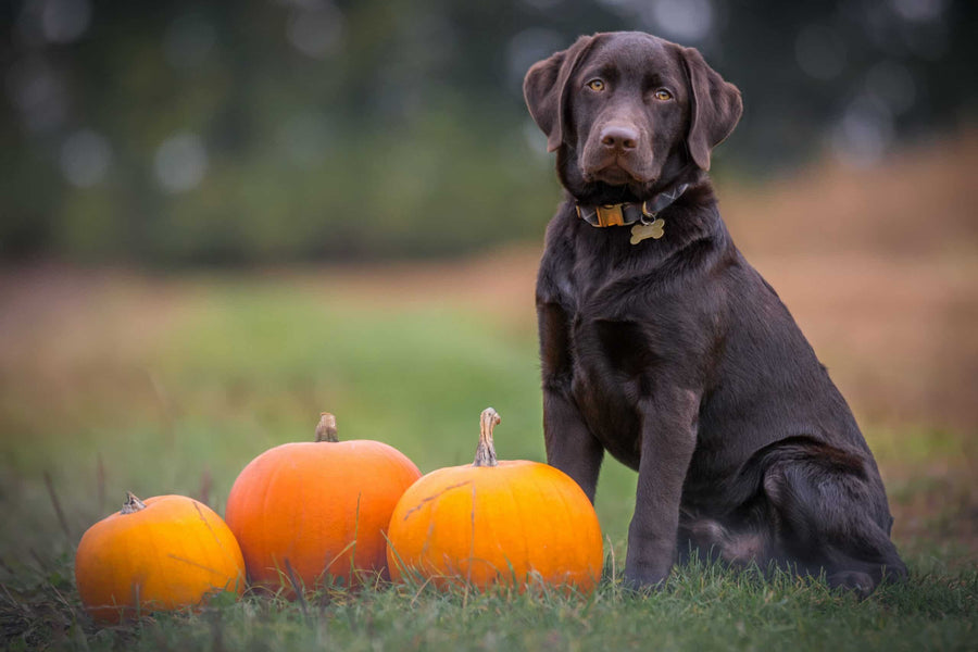 Quer fazer um “pumpkin spice latte” em casa para cães?