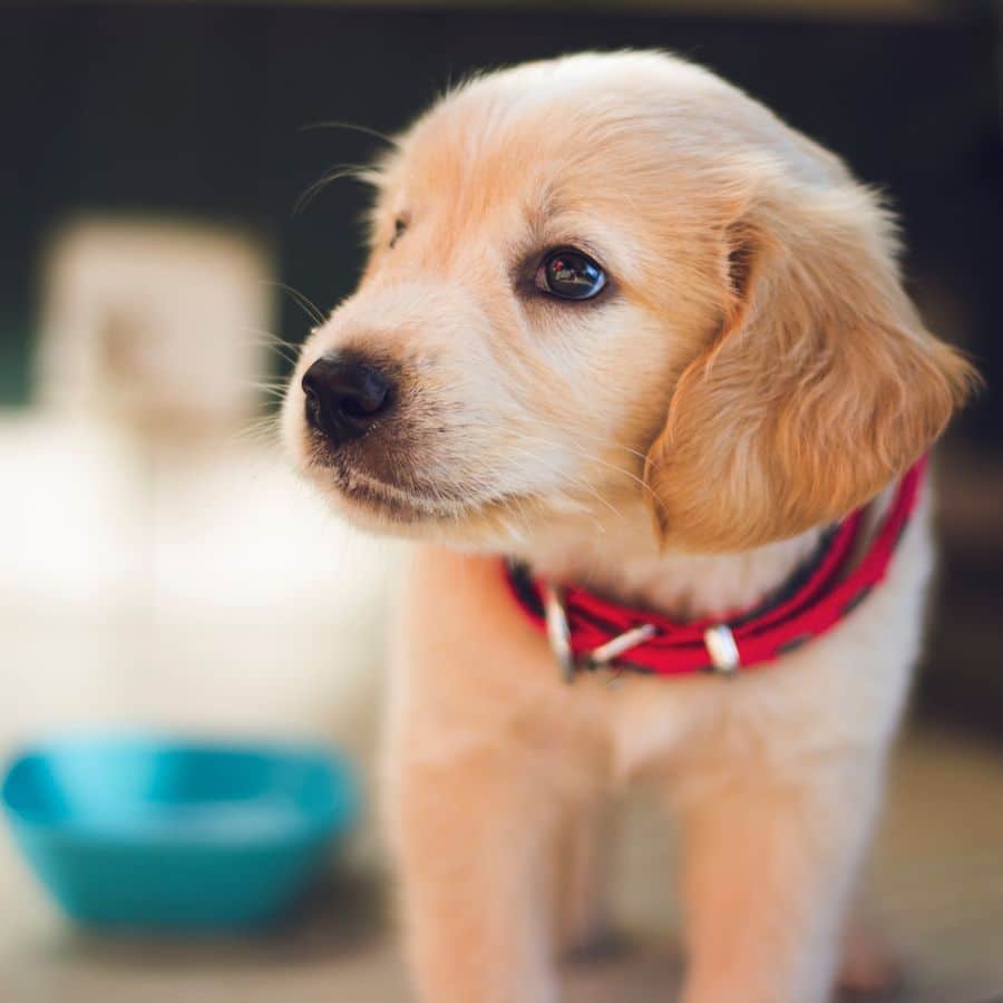 Devo levar o meu cão a um treinador nos primeiros meses?