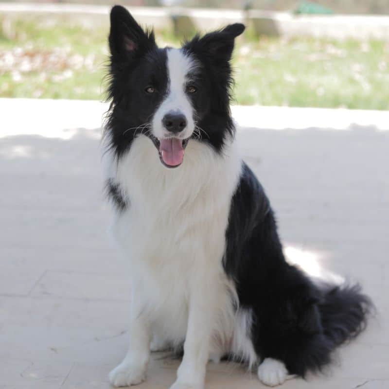 O que precisa de saber sobre a raça Border Collie