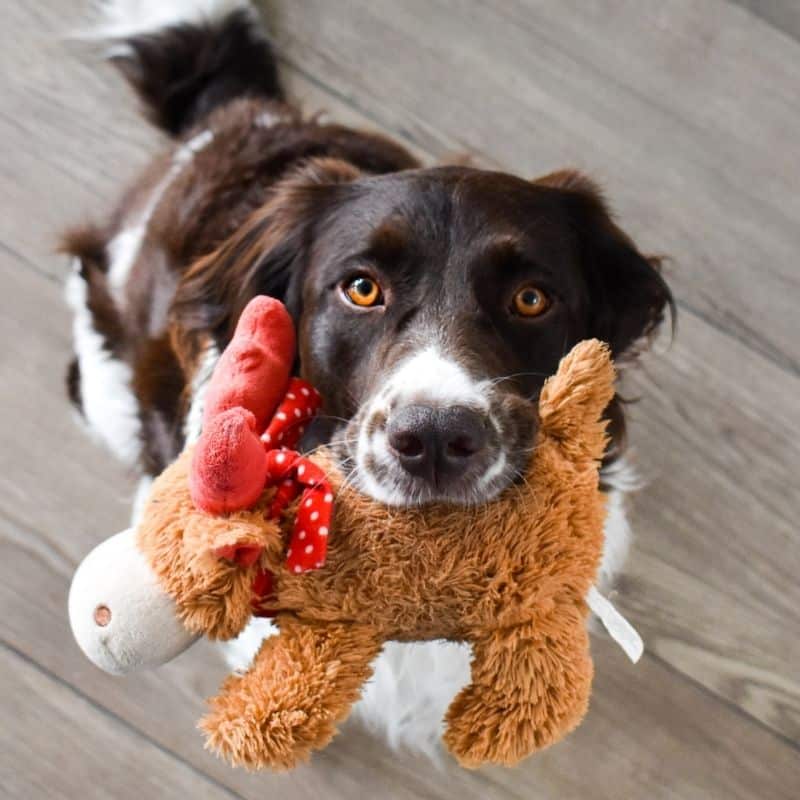 5 Tipos de Brinquedos Interativos para cães