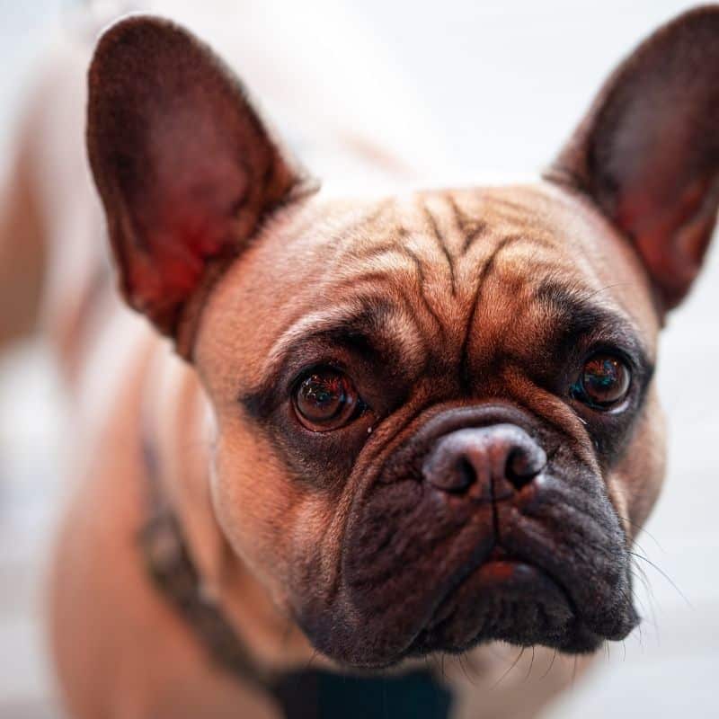 Que cuidados ter com a pele e pêlo de um Bulldog Francês
