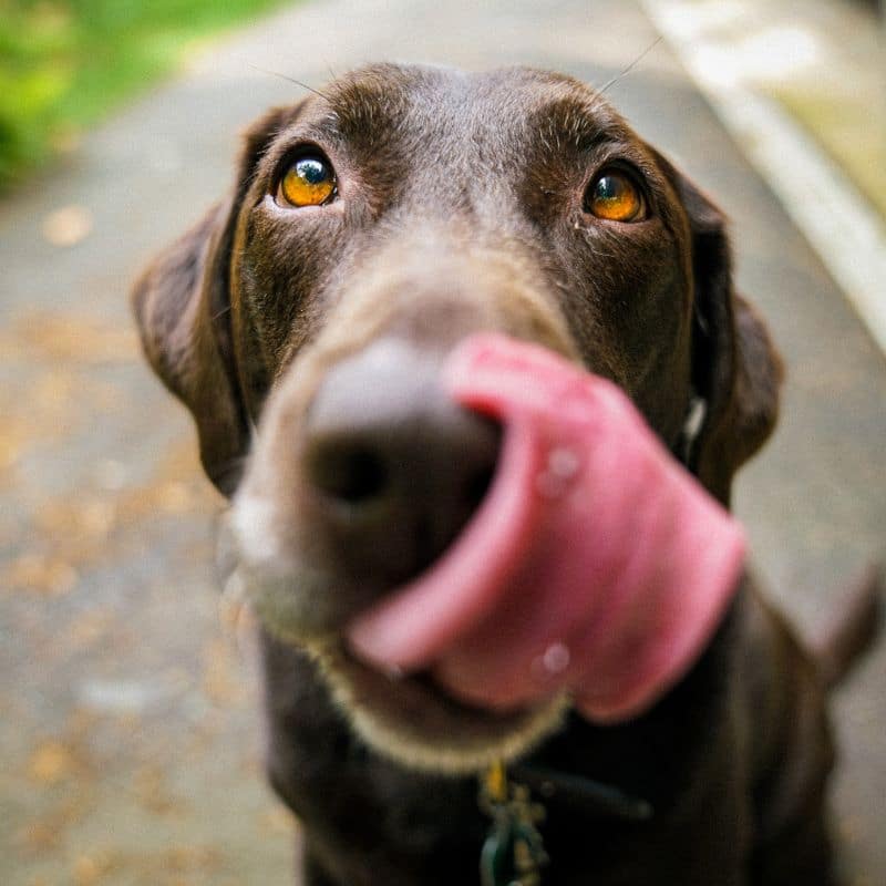 Os cães podem comer bolachas Maria?