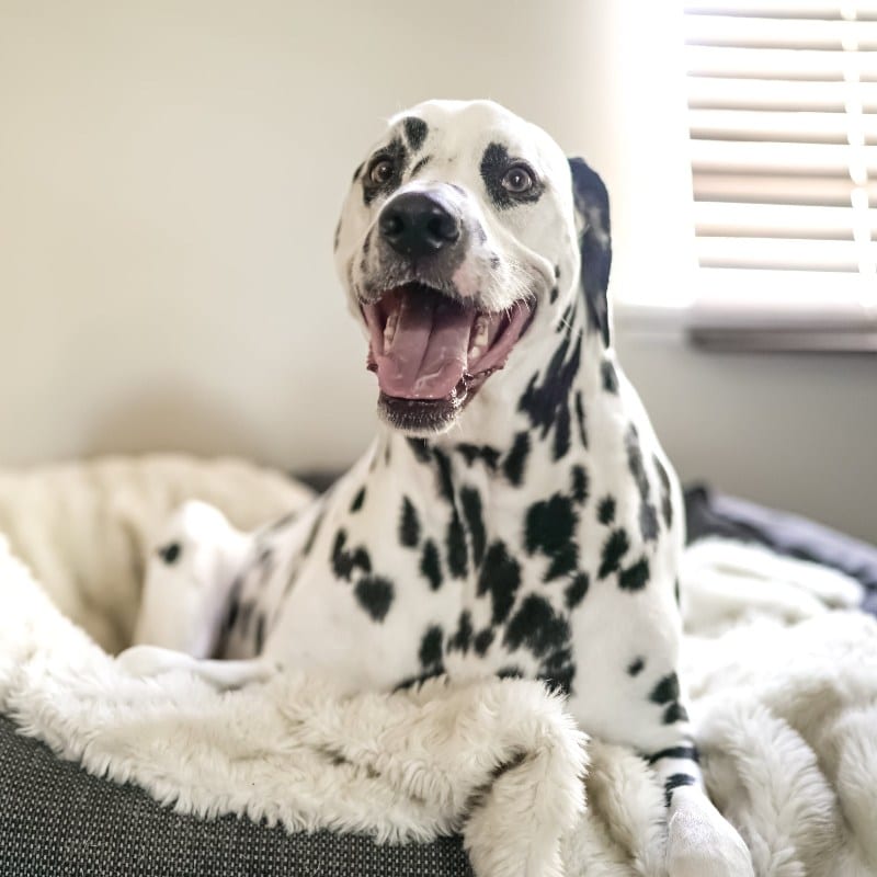 Cães e fogo de artifício: porque têm medo e como acalmá-los