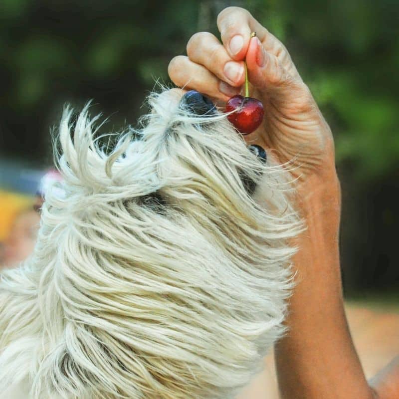 Os cães podem comer cerejas?
