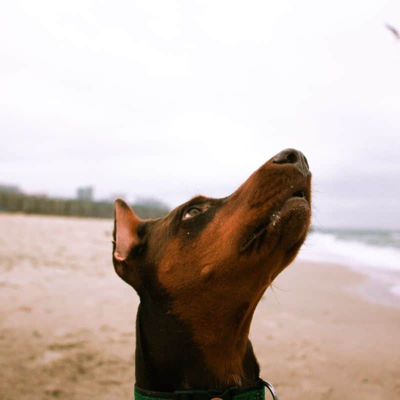 Os cães podem comer frutos secos?