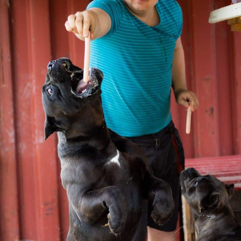 As 10 melhores raças de cães de guarda