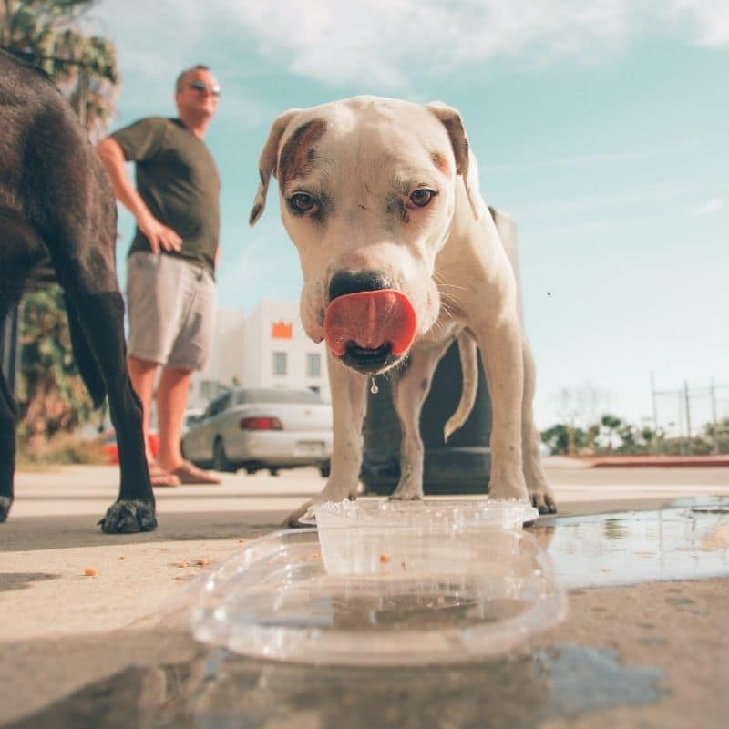 Os cães podem comer marisco?
